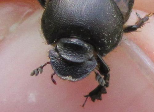 Réf. 322 191 : Onthophagus fracticornis